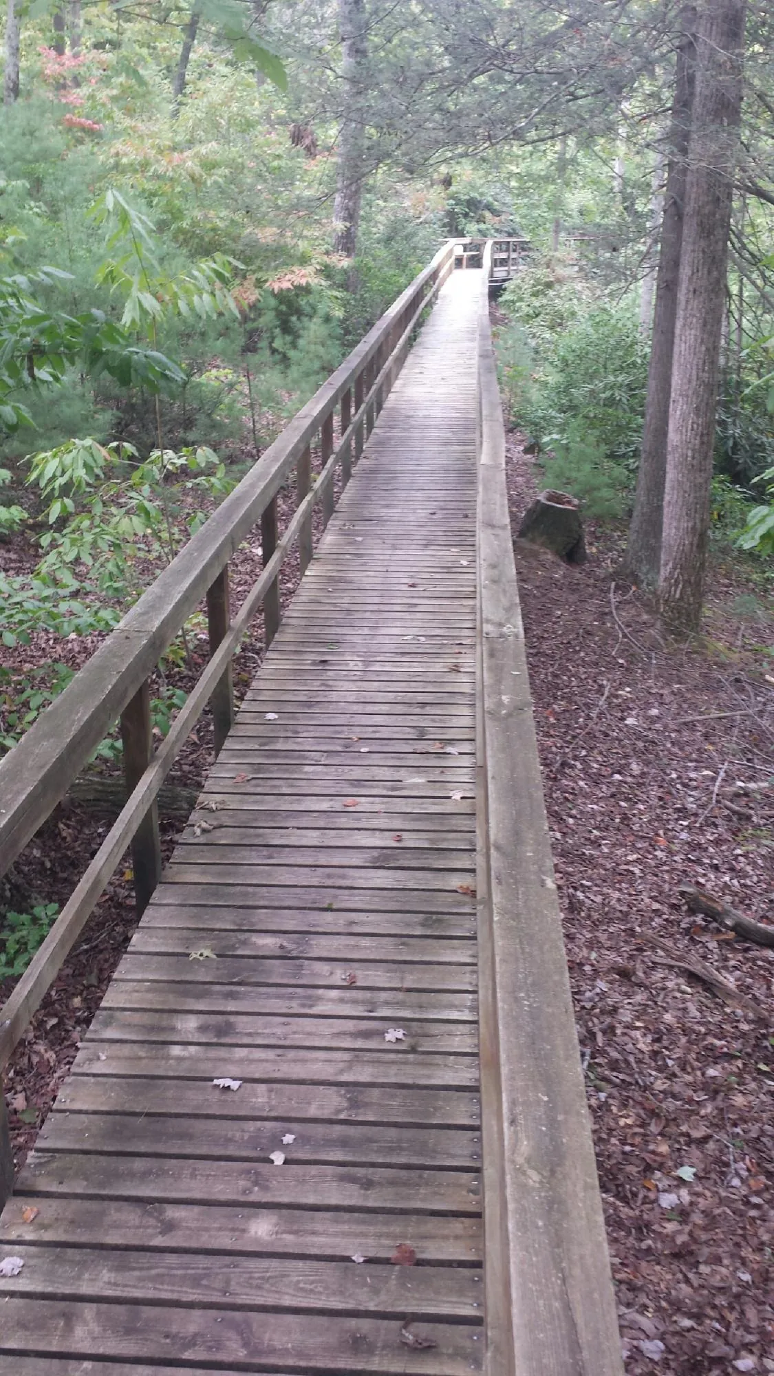 Long wood walkway with handrails built through the woods in Smicksburg